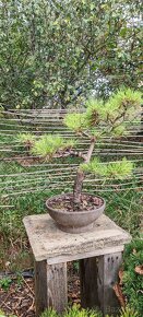 Bonsai, bonsaj borovice - 2