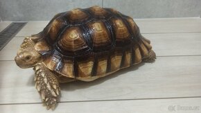 Sulcata - 2