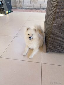 Pomeranian + německý špic - 2