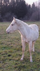 Appaloosa/Quarter horse - 2