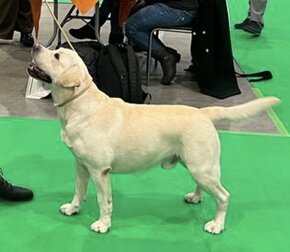 Labradorský retriever s PP ke krytí - chovný pes - 2