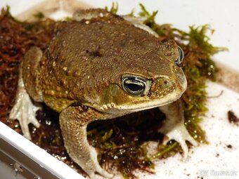 Ropucha obrovská (Rhinella marina) - 2