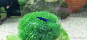 Krevetky modré Neocaridina Blue Dream - 2