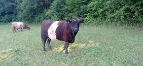 Březí kráva 100% galloway, EKO chov (bio chov) - 2