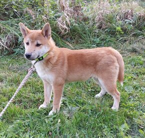 Shiba inu s PP - 2