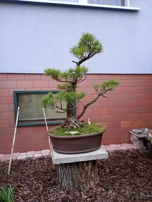 Borovice drobnokvětá bonsai - 2