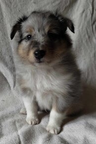 Sheltie - tricolor + blue merle - 2