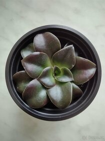 Echeveria mexicana - 2