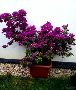 Bougainvillea, Bougainvilea, keře, tropické rostliny - 2