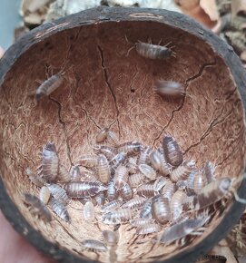 Porcellio laevis milkblack - 2