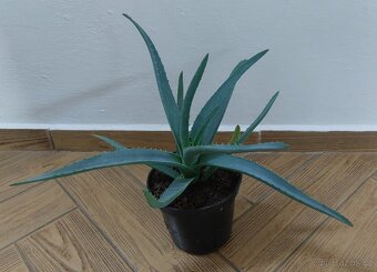 Prodám Aloe vera lékařská - 2