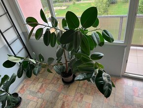 Ficus , Ficus Lyrata - 2