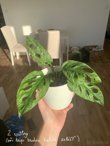 Monstera adansonii mint - 2