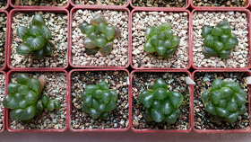 Haworthia Cooperi var. obtusa ( sukulent ) - 2