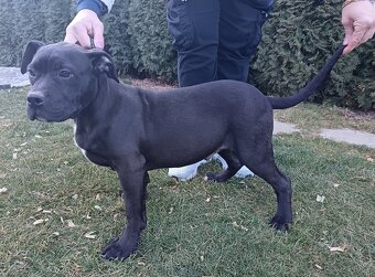 J&K bullys "ponúkame na predaj American bully Xl - 2