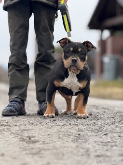 American bully s ABKC - 2