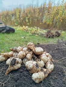 Topinambury čerstvé (Hlízy) cena 30 Kč/kg - 2