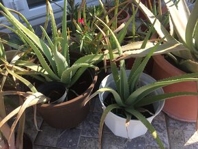 Aloe vera - 2