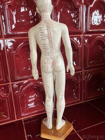 Akupunkturní model muž 60 cm výška - 2