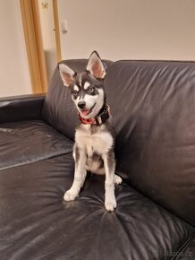 Alaskan Klee kai (mini  husky) s PP - 2