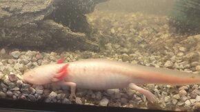 Axolotl - 2