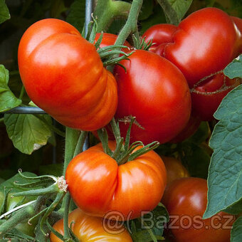 Rajče keříčkové Pavlína, typ Beefsteak, 20 semínek - 2