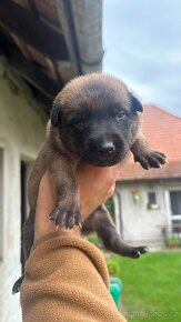 Belgický ovčák - Malinois - 2