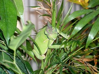 Prodám Chameleon jemenský - Chameleo calyptratus - 2