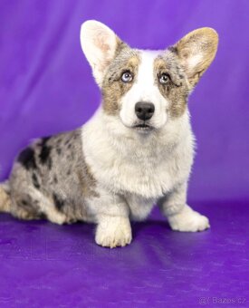 Welsh Corgi Cardigan FCI - Merle kluk - 2