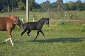 Welsh pony sekce B - 2