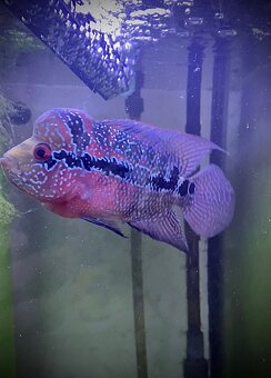 Flowerhorn Super Red Dragon samička - 2