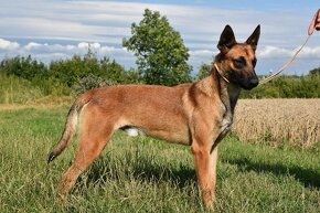 Belgický ovčák malinois s PP - 2