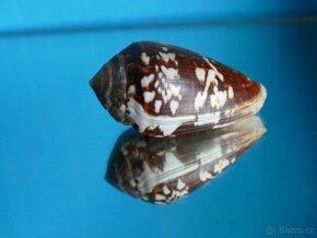 Conus guinaicus - 2