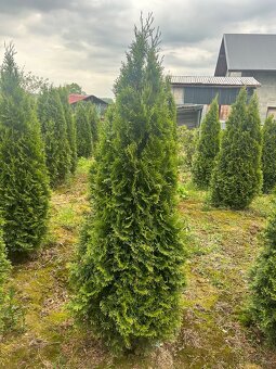 Tuje smaragd ,thuja smaragd - 2