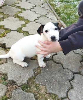 Jack Russel - 2