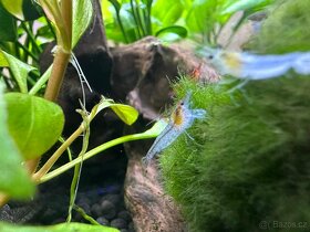 neocaridina zhangjiajiensis Blue Jelly Vein - 2