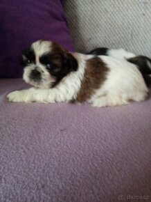 Shih-tzu,šicu, shihtzu - 2