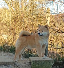 Shiba inu šteniatka - 2