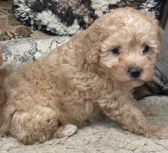 Maltipoo - 2