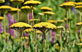 Rebricek zluty Achillea filipendulina - 2