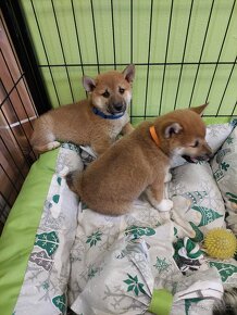 Shiba inu s PP - 2