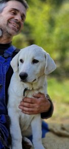 Kříženci Španělskeho mastina s Labradorem - 2