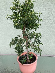 Ficus benjamina Natasja - 2