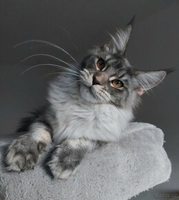 MAINE COON - Mainská mývalia s PP - mačička - 2