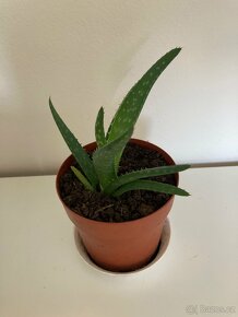 Aloe vera - 2