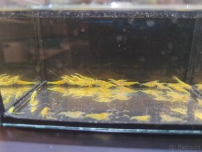 Krevetky Neocaridina Yellow - 2