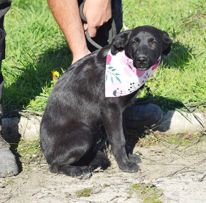 Šteniatko Ralvia x mini labrador - 2