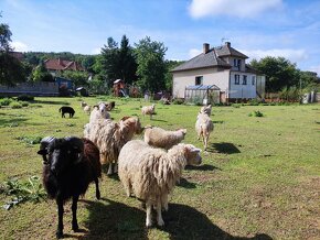 Ovce quessantská jehnata i dospele kusy - 2