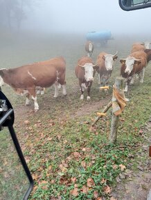 Jalovice čestr ,březí teleni duben - 2