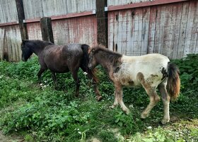 Pony,minihorse - 2